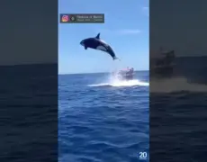Descubre la emocionante experiencia de hacer un safari de ballenas en Andenes