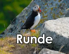 Descubre la belleza natural de la Isla de Runde: Observa aves en su hábitat único
