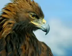 Descubre la emocionante experiencia de un safari de avistamiento de águilas marinas: ¡Una aventura única en la naturaleza!
