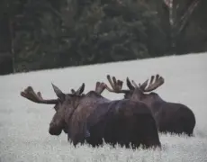 Descubre cómo respetar la naturaleza en Noruega: consejos y normas locales imprescindibles