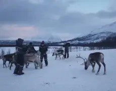 Descubre la magia de Tromsø: visita una granja de renos y vive una experiencia inolvidable